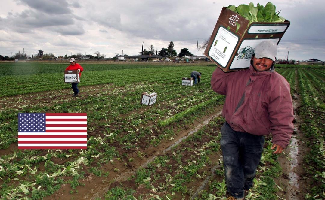 Las 10 empresas de EU con más peticiones aprobadas para trabajadores  agrícolas – La Tía Justa